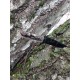 Нож складной Smith & Wesson Cuttin Horse CH0029 Pocket Knife.